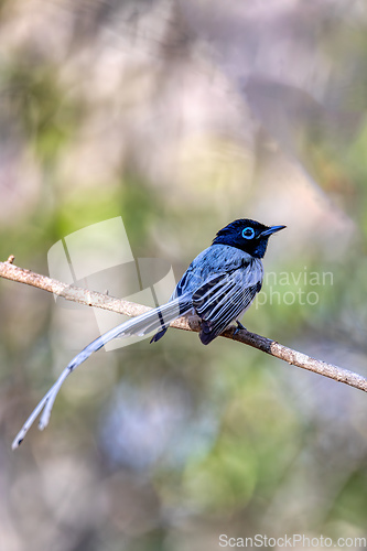 Image of Malagasy paradise flycatcher, Terpsiphone mutata, Kirindy forest Madagascar