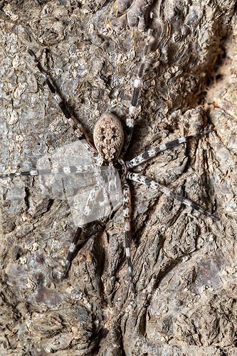 Image of Ornamental Wandering Spider, Viridasius fasciatus, Kivalo Madagascar wildlife