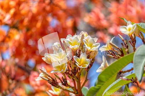 Image of White frangipani, Plumeria alba, Kivalo Madagascar