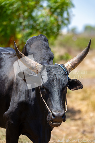 Image of Close-up portrait of a majestic Zebu in Kivalo, Madagascar