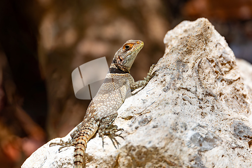 Image of Cuvier's Madagascar Swift, Oplurus cuvieri, Tsingy de Bemaraha. Madagascar wildlife