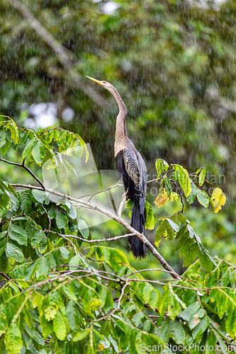 Image of Snakebird, darter, American darter, or water turkey, Anhinga anhinga, Costa Rica