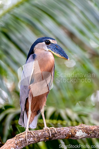 Image of Boat-billed heron (Cochlearius cochlearius), river Tarcoles, Costa Rica