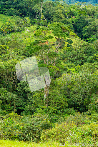 Image of Dense Tropical Rain Forest, Costa rica