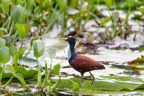Image of Bird Northern Jacana, Jacana spinosa, Rio Curu. Wildlife and birdwatching in Costa Rica.