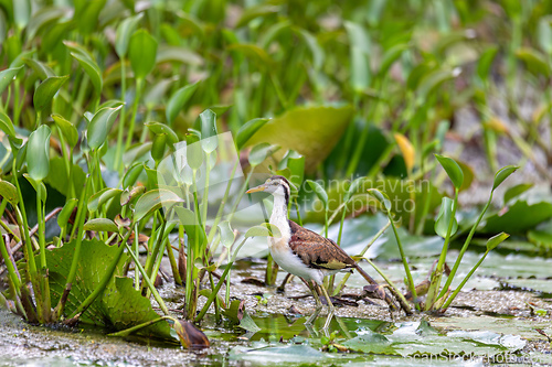 Image of Bird Northern Jacana, Jacana spinosa, Rio Curu. Wildlife and birdwatching in Costa Rica.