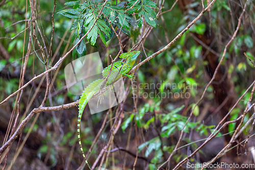 Image of Plumed green basilisk (Basiliscus plumifrons) Cano Negro, Costa Rica wildlife