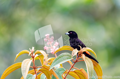 Image of Scarlet-rumped tanager tanager - Ramphocelus passerinii