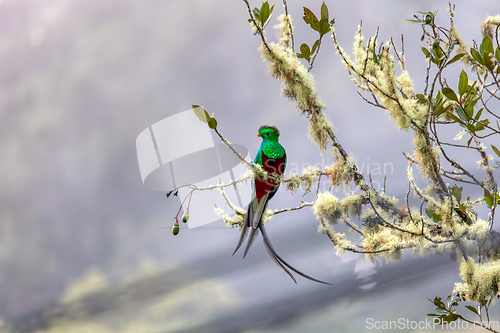 Image of Resplendent quetzal (Pharomachrus mocinno), San Gerardo de Dota, Wildlife and birdwatching in Costa Rica.