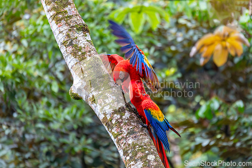 Image of Scarlet macaw, Ara macao, Quepos Costa Rica.