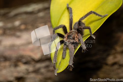 Image of Tarantula (Sericopelma melanotarsum) Curubande de Liberia, Costa Rica wildlife