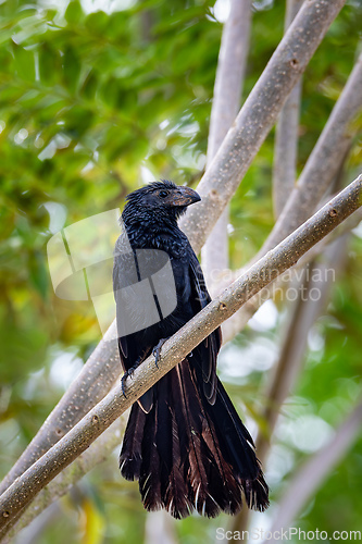 Image of Bird, groove-billed ani (Crotophaga sulcirostris), Guanacaste Costa Rica