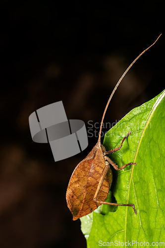 Image of Leaf-mimicking katydid (Typophyllum sp.) Cano Negro, Costa Rica wildlife