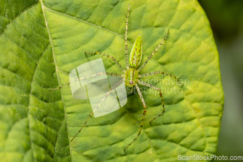 Image of Peucetia viridans, the Green Lynx Spider, Tarcoles, Costa Rica