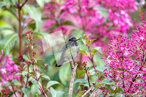 Image of violet-headed hummingbird (Klais guimeti), San Gerardo de Dota, Costa Rica.