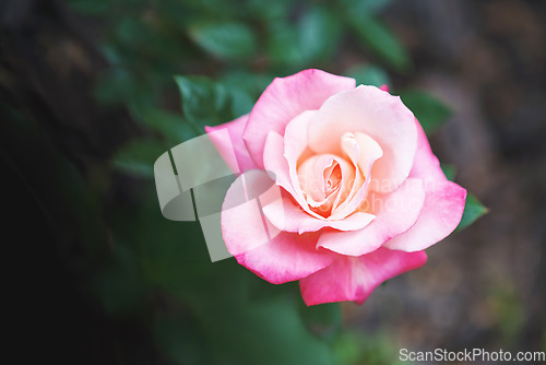 Image of Tea rose, summer flower and nature plant in a garden in summer, love for flowers in spring and growth of ecology in nature. Beauty of natural floral bush of plants and background with green bokeh