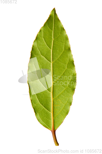 Image of Laurel leaf isolated