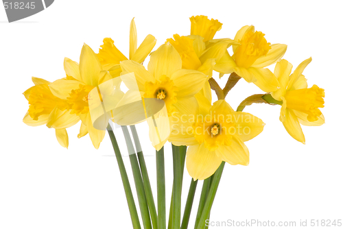 Image of Daffodils on White