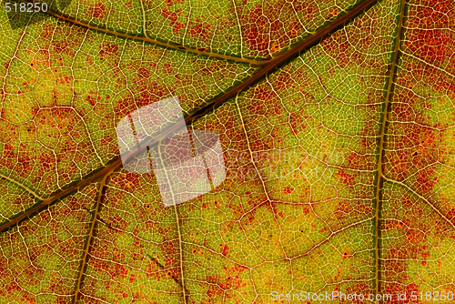 Image of Leaf