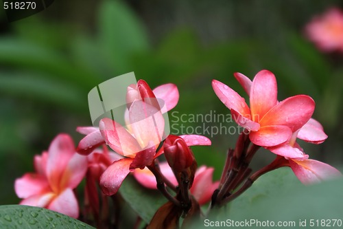 Image of Frangipani (Plumeria)