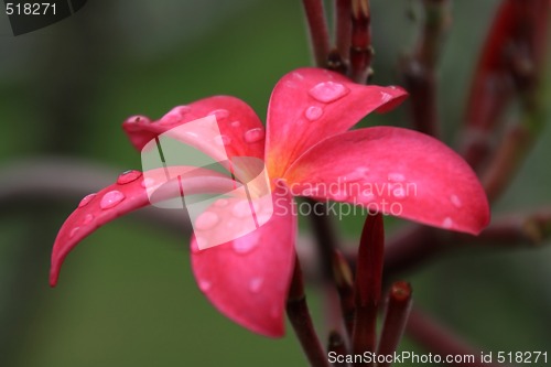 Image of Frangipani (Plumeria)