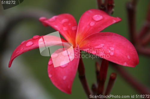 Image of Frangipani (Plumeria)