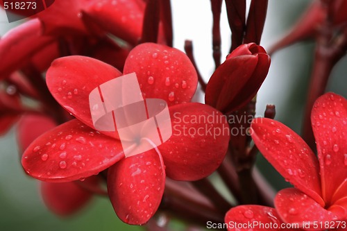 Image of Frangipani (Plumeria)