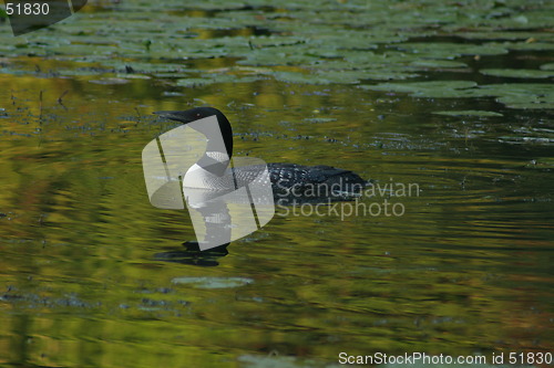 Image of Loon on Lake