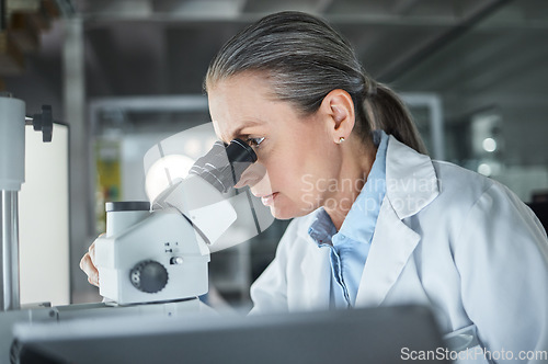 Image of Woman, scientist and microscope at a research lab with medical analytics. Cell doctor or biotechnology researcher working in the healthcare, dna or medicine laboratory in a modern science facility