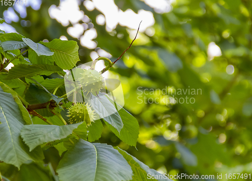 Image of fresh horse chestnuts