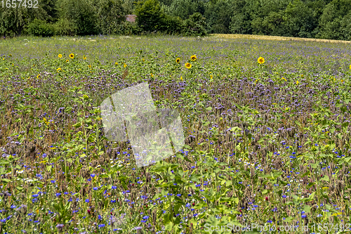 Image of flower meadow