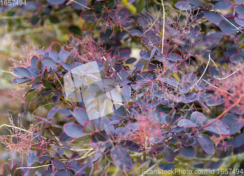 Image of reddish foliage closeup