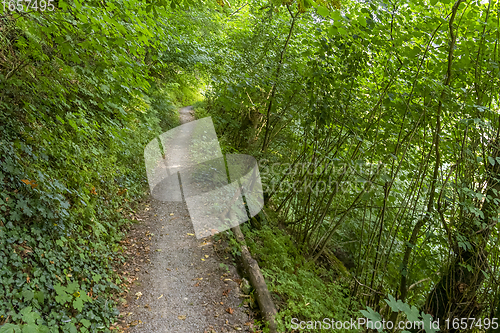 Image of idyllic forest track