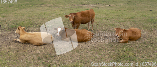 Image of cows on a meadow