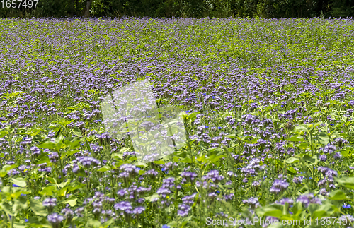 Image of flower meadow