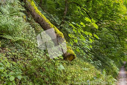 Image of idyllic forest track