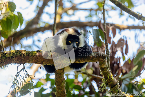 Image of Black-and-white ruffed lemur, Varecia variegata subcincta, Madagascar wildlife animal