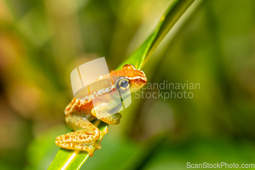 Image of Elena's Treefrog, Boophis elenae, frog in Ranomafana National Park, Madagascar wildlife