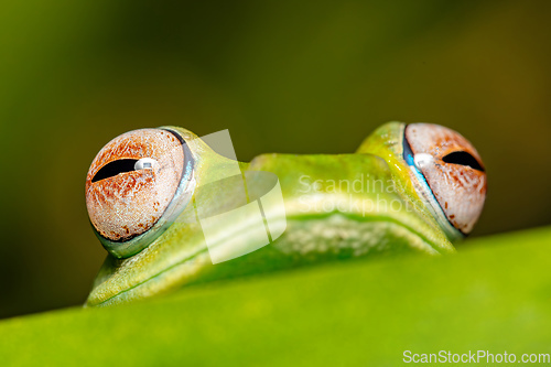 Image of Elena's Treefrog, Boophis elenae, frog in Ranomafana National Park, Madagascar wildlife