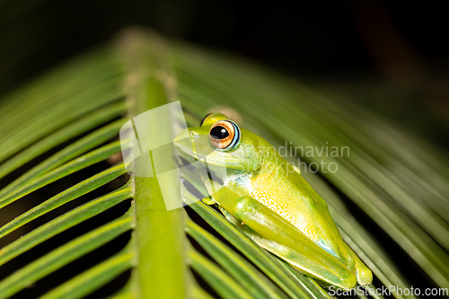 Image of Elena's Treefrog, Boophis elenae, frog in Ranomafana National Park, Madagascar wildlife