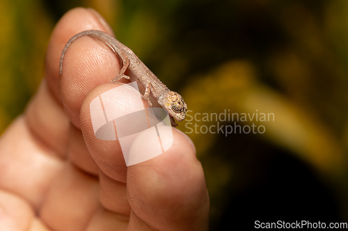 Image of Short-nosed deceptive chameleon, Calumma fallax, juvenile, Ranomafana National Park, Madagascar wildlife