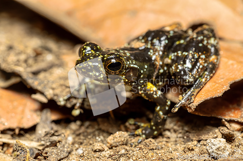 Image of Mantidactylus lugubris, Ranomafana National Park, Madagascar wildlife