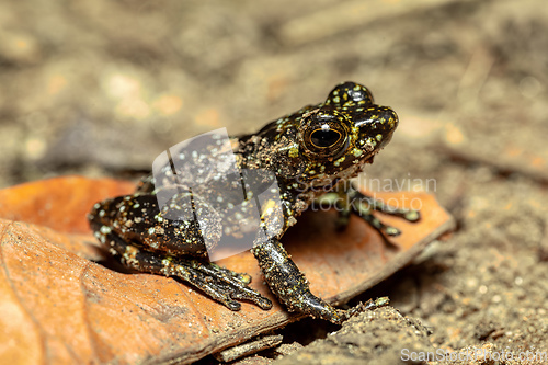 Image of Mantidactylus lugubris, Ranomafana National Park, Madagascar wildlife