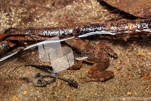 Image of Mantidactylus majori, Ranomafana National Park, Madagascar wildlife