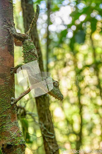 Image of Mossy leaf-tailed gecko, Uroplatus sikorae, Ranomafana National Park, Madagascar