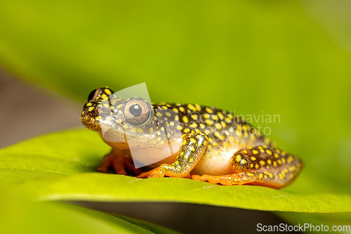 Image of Starry Night Reed Frog, Heterixalus alboguttatus, Ranomafana. Madagascar wildlife