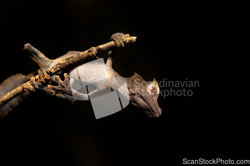 Image of Satanic leaf-tailed gecko, Uroplatus phantasticus, Ranomafana National Park, Madagascar