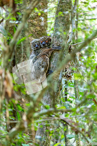 Image of Avahi, Peyrieras' Woolly Lemur, Avahi peyrierasi, Madagascar wildlife