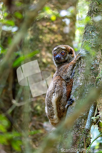 Image of Avahi, Peyrieras' Woolly Lemur, Avahi peyrierasi, Madagascar wildlife animal.