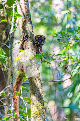 Image of Avahi, Peyrieras' Woolly Lemur, Avahi peyrierasi, Madagascar wildlife animal.